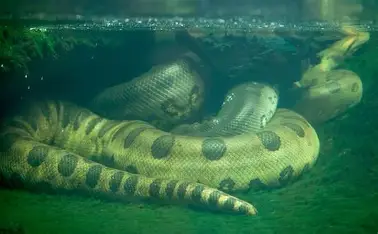 Green Anaconda (ग्रीन एनाकोंडा)